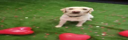Labrador Retriever dogs for sale: Labrador retrievers  in Chesterfield - Advert 9