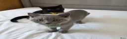 British Shorthair cats for sale: Beautiful British Shorthair Kittens for LovingHome - Advert 19