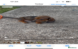 Dachshund dogs for sale: Dachshund puppies available for rehoming. - Image 16
