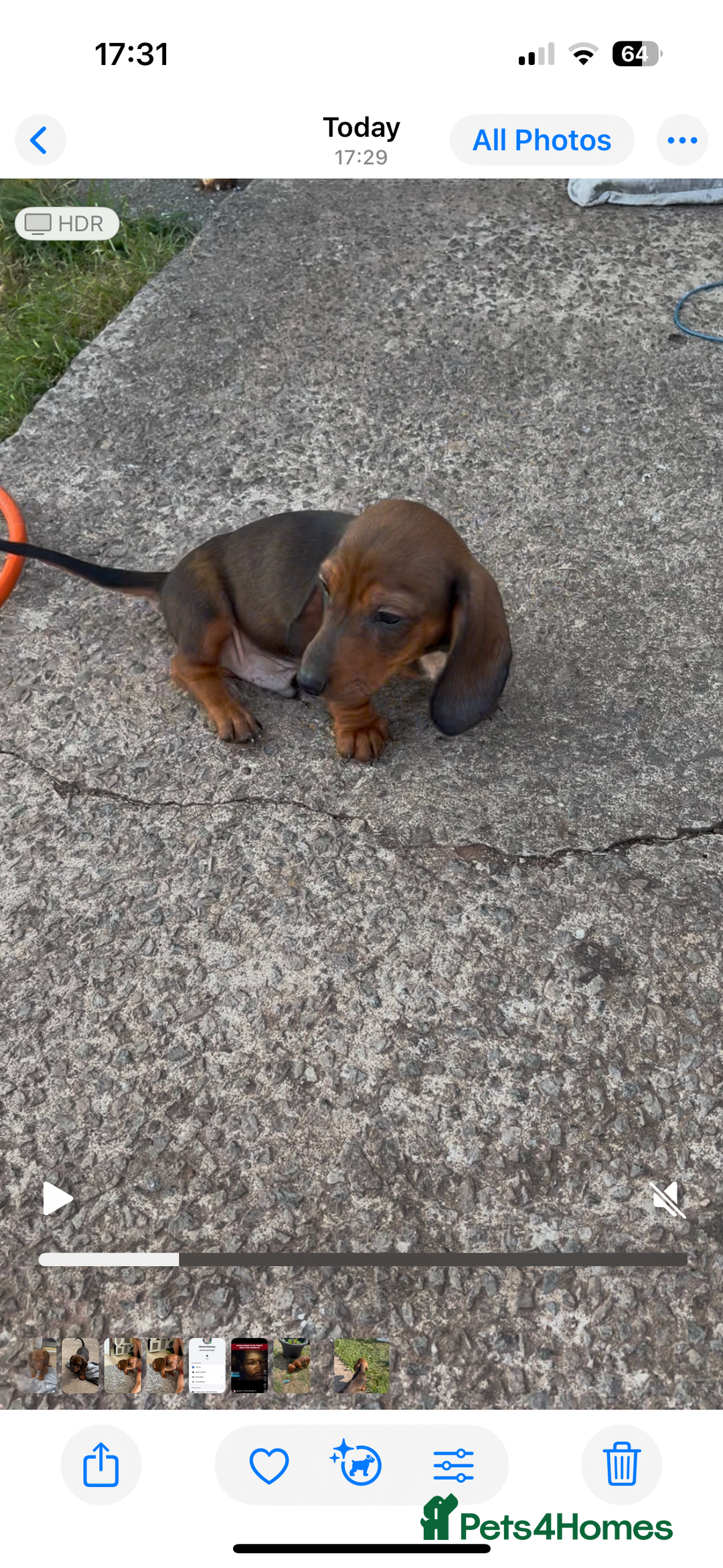 Dachshund dogs for sale: Dachshund puppies available for rehoming. - Image 16