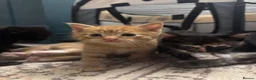 British Shorthair cats for sale: Kittens 🐱  - Advert 3