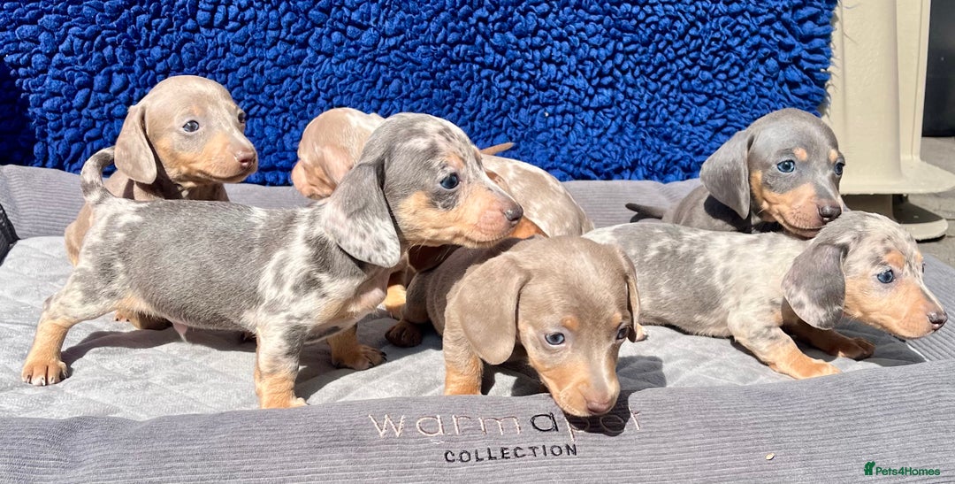 Miniature Dachshund dogs for sale: STUNNING RAINBOW MIX MINI DAXI KC REG PRA CLR - Image 14