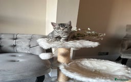 British Shorthair cats for sale: SILVER TABBIES - Registered & Full Pedigree - Image 31