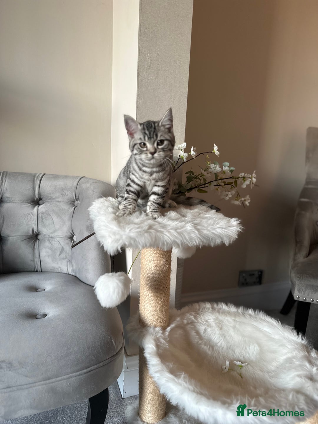 British Shorthair cats for sale: SILVER TABBIES - Registered & Full Pedigree - Image 31