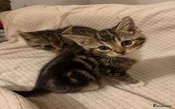 Mixed Breed cats for sale: Beautiful kittens  - Image 8