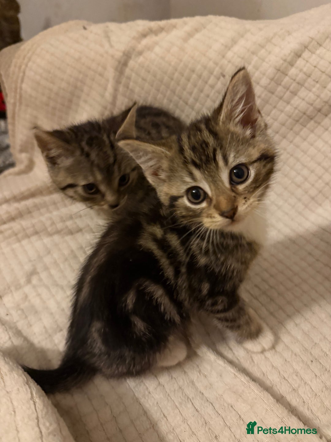 Mixed Breed cats for sale: Beautiful kittens  - Image 8