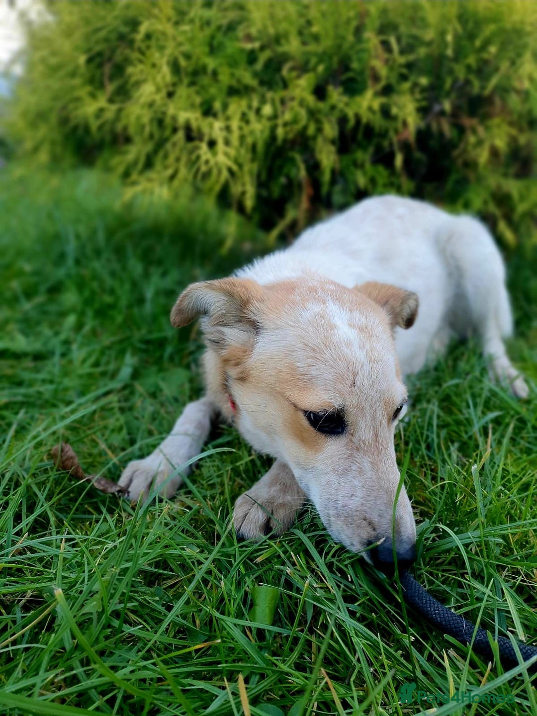 Mixed Breed dogs for adoption: ❤️Milka – a 10-month-old smallish medium girl❤️ - Advert 6