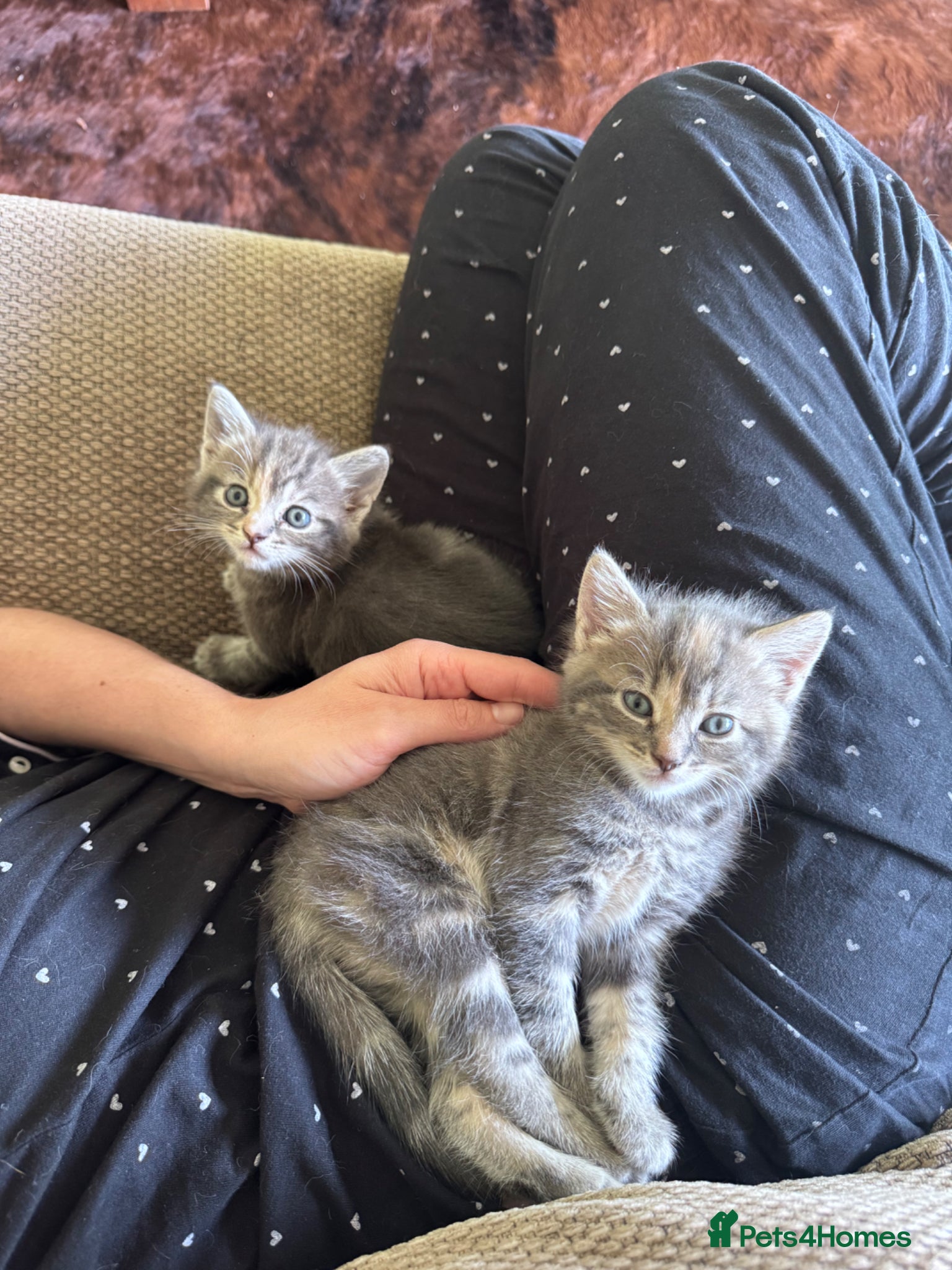Mixed Breed cats for sale: Gorgeous fluffy affectionate kittens  in Cirencester - Advert 12