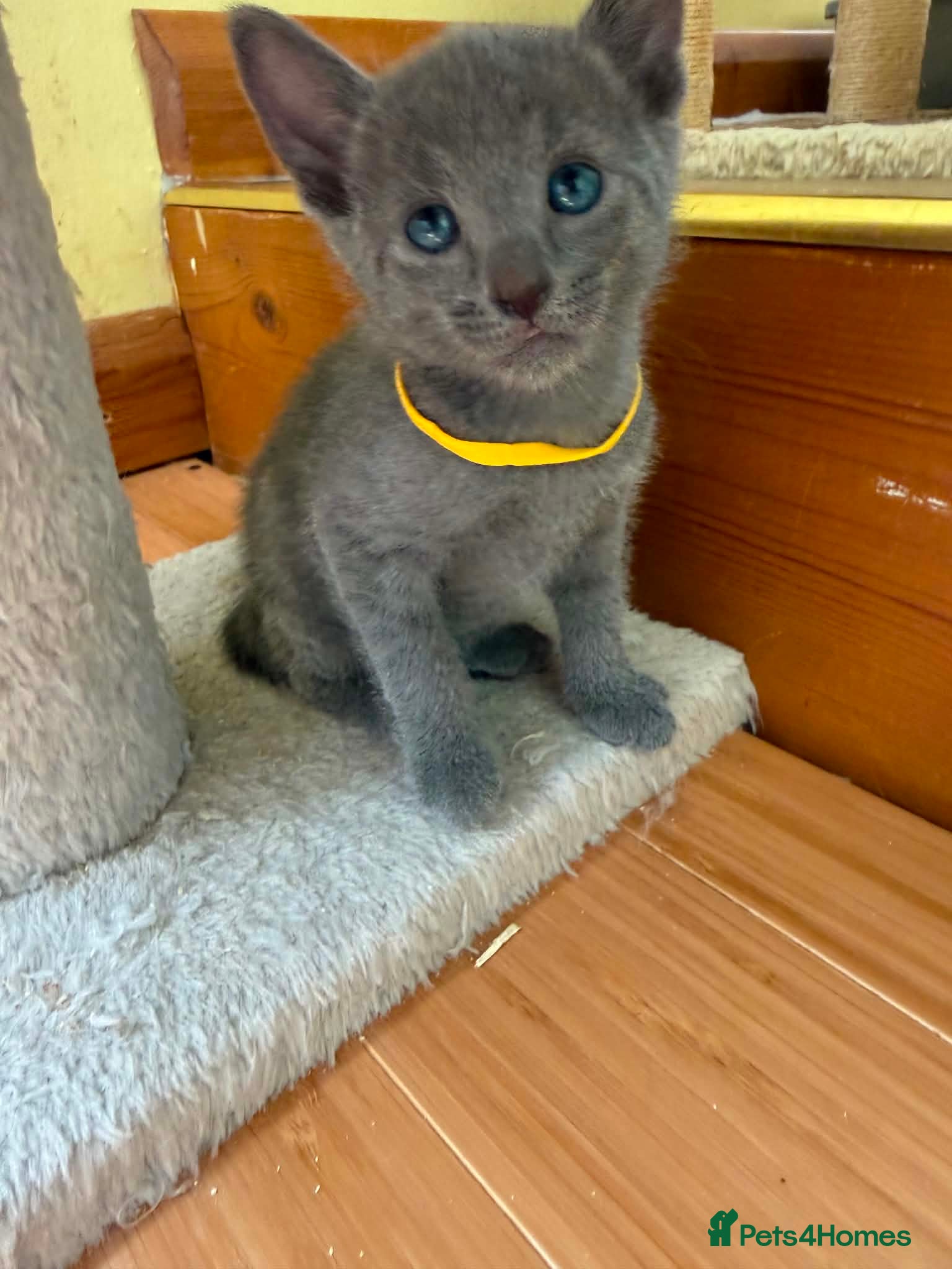Russian Blue cats TICA REGISTERED Pure Breed Russian Blue Kittens - Advert 2