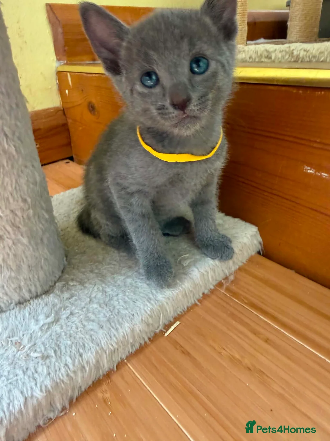 Russian Blue cats for sale: TICA REGISTERED Pure Breed Russian Blue Kittens - Advert 2