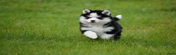Pomsky dogs for sale: F4 Genuine Pomskies from health tested parents - Advert 8