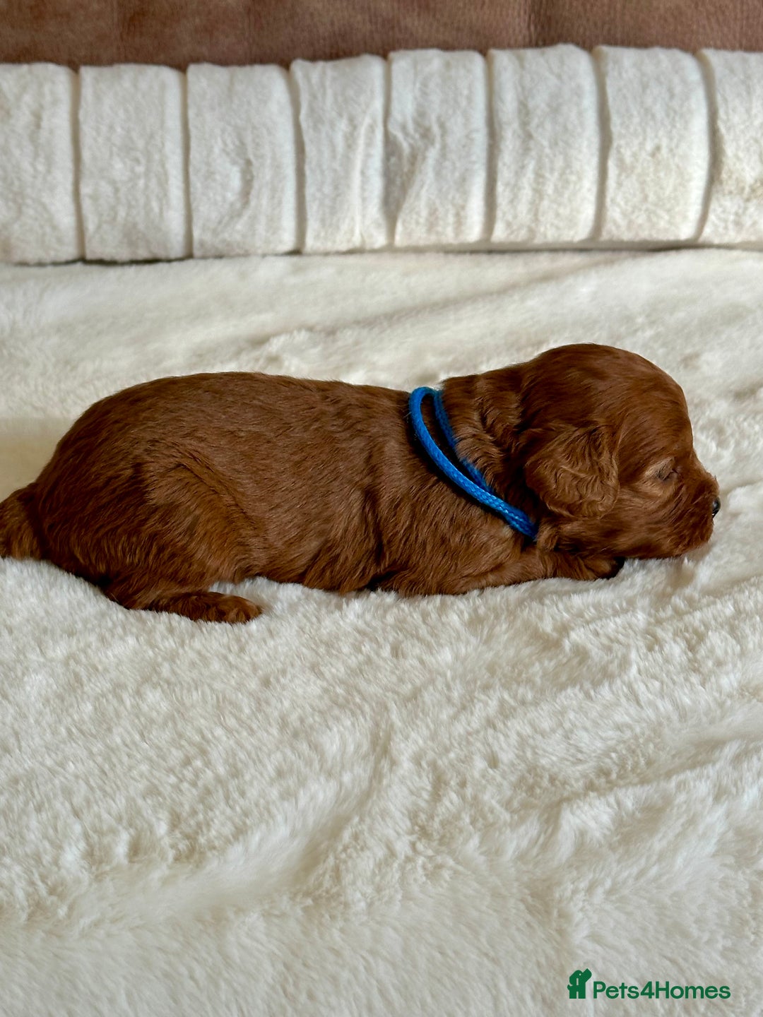 Cavapoo dogs for sale: Extensively Health Tested Cavapoo Puppies  - Image 5