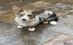 Welsh Corgi Cardigan dogs for sale: Beautiful Blue Cardigan Corgi Bitch  - Image 6