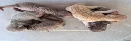 Devon Rex cats for sale: Pedigree Devon Rex Kittens  - Advert 9