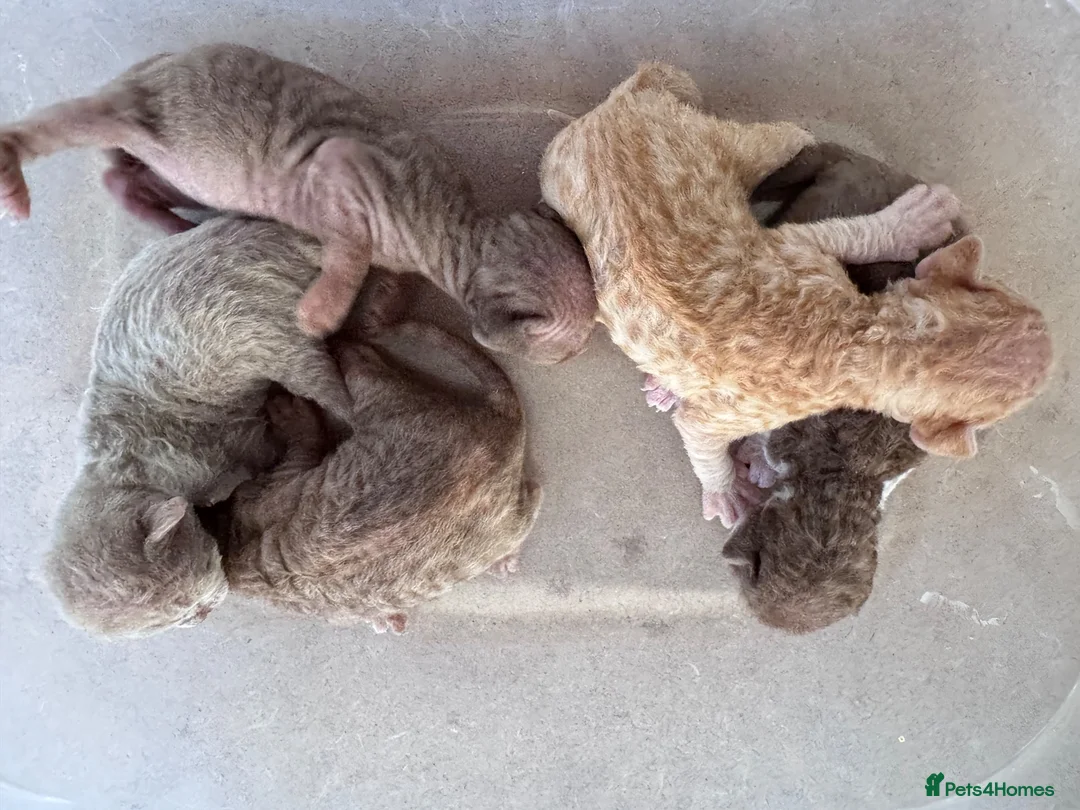 Devon Rex cats for sale: Pedigree Devon Rex Kittens  - Advert 9