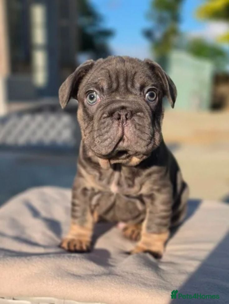 French Bulldog dogs Last French Bulldog Pup - Advert 1