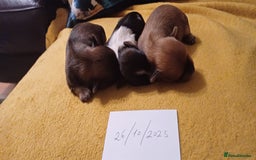 Mixed Breed dogs for sale: Yorkshire mix puppies 3 boys 2 girls  - Image 5