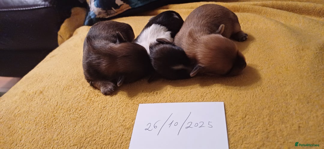 Mixed Breed dogs for sale: Yorkshire mix puppies 3 boys 2 girls  - Image 5