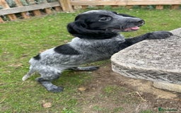 Cocker Spaniel dogs for sale: Cocker Spaniel puppies for sale - Image 24