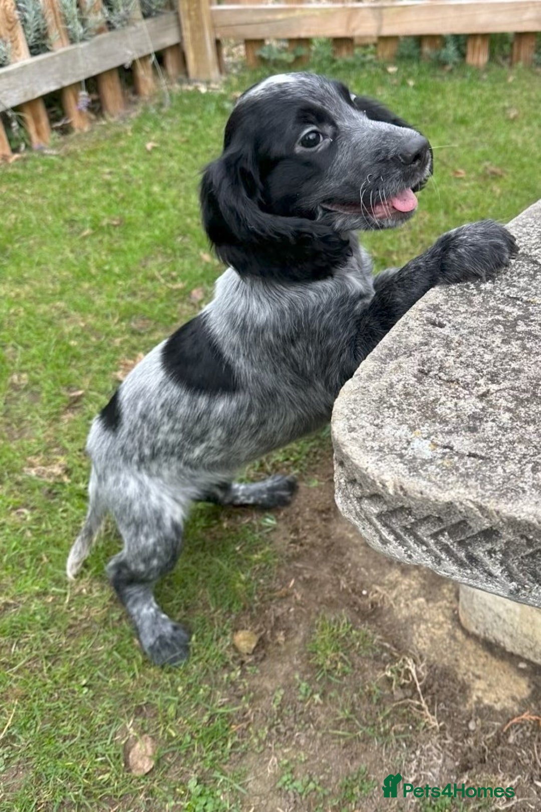 Cocker Spaniel dogs for sale: Cocker Spaniel puppies for sale - Image 24