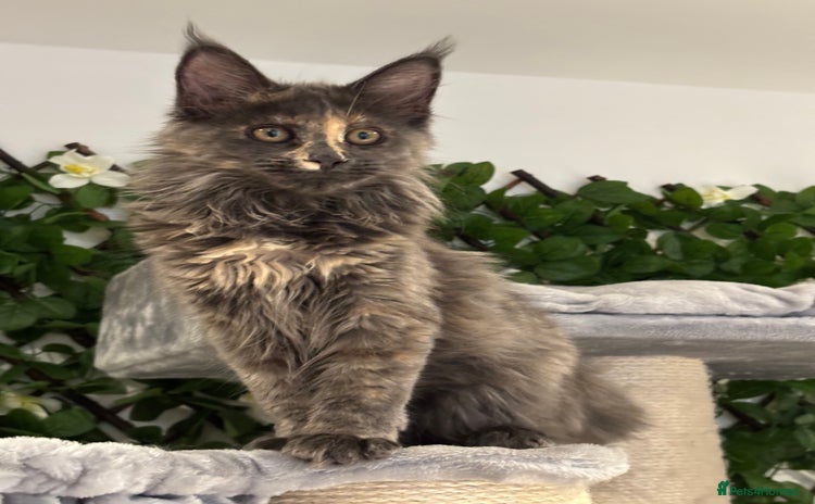 Maine Coon cats - Advert 2
