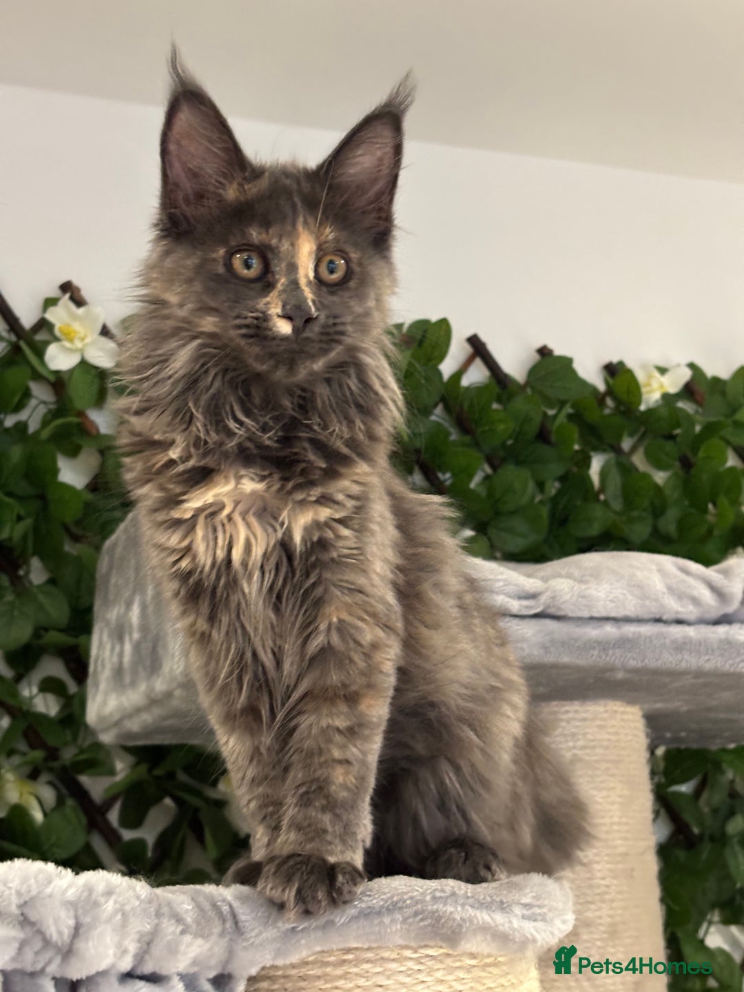 Maine Coon cats for sale: Tica Stunning Kittens  - Image 1