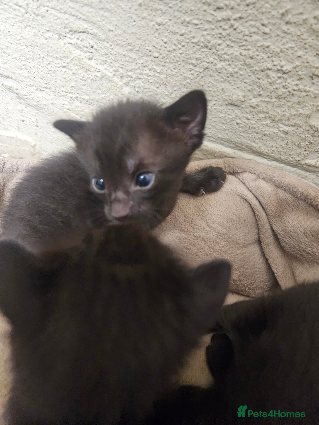 Oriental cats for sale: Oriental Mixed Breed - Image 3