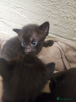 Oriental cats - Advert 2