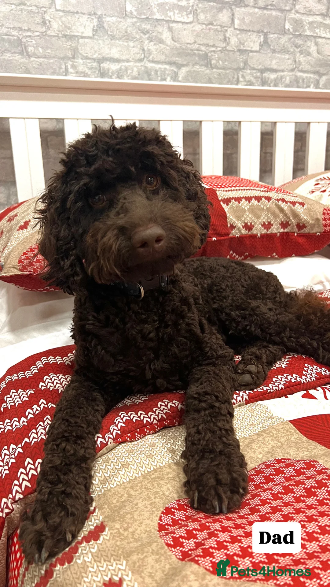 Cockapoo dogs for sale: Waiting-List Open - DNA Tested Cockapoo Puppies 🧬 - Advert 3