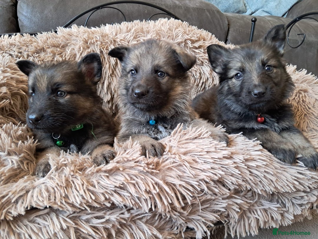 German Shepherd dogs for sale: German shepherd puppies  - Image 2