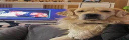 Golden Retriever dogs for sale: Two half year old male golden retriever  in Worthing - Advert 1