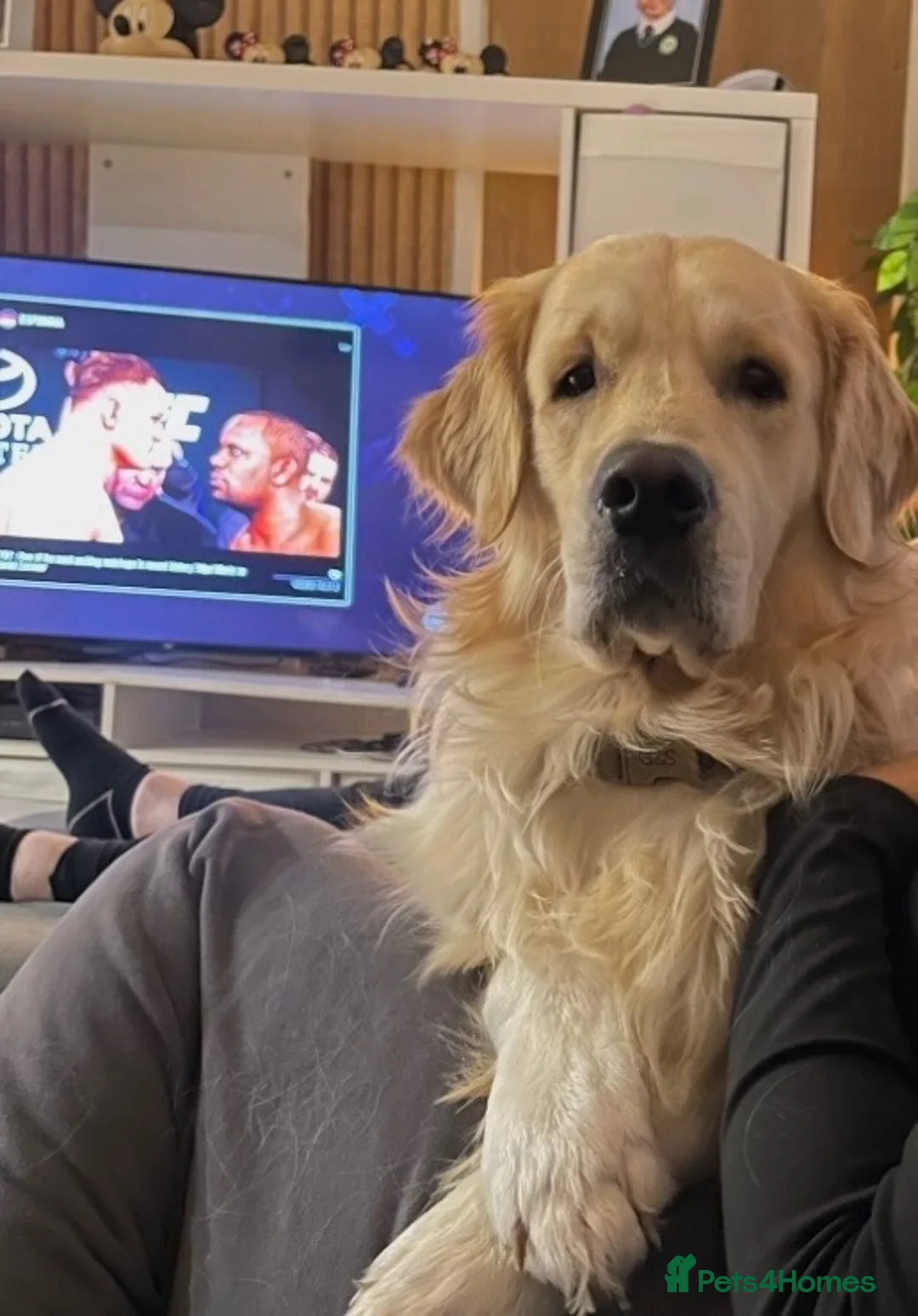 Golden Retriever dogs for sale: Two half year old male golden retriever  in Worthing - Advert 1