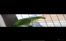 Parrots birds for sale: Two Amazon parrots - Image 2