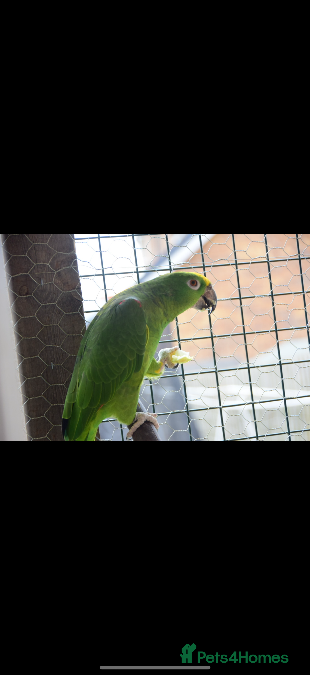 Parrots birds for sale: Two Amazon parrots - Image 2
