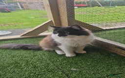 Maine Coon cats for sale: Prue breed mainecoon kittens - Image 4