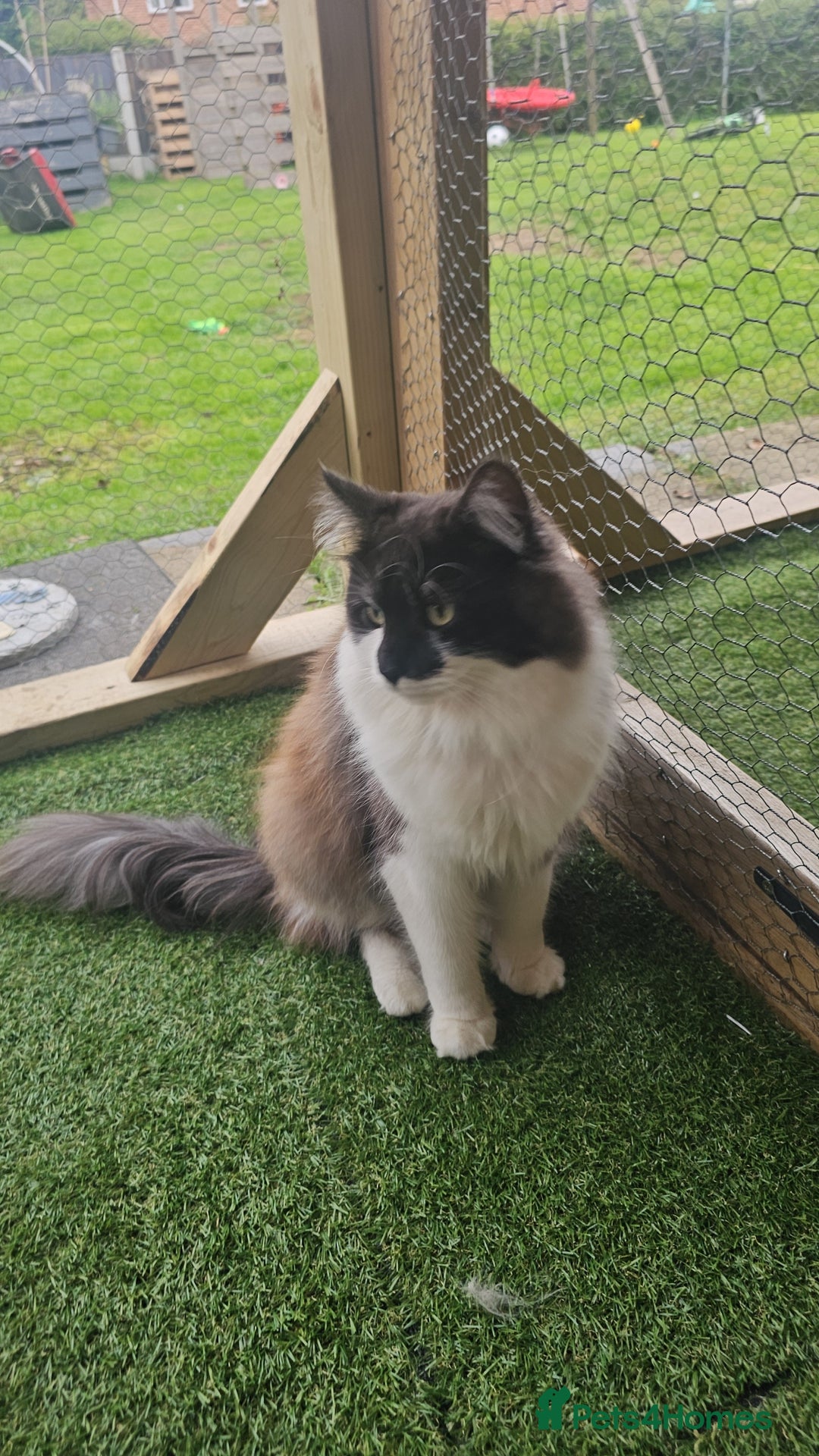 Maine Coon cats for sale: Prue breed mainecoon kittens - Image 4