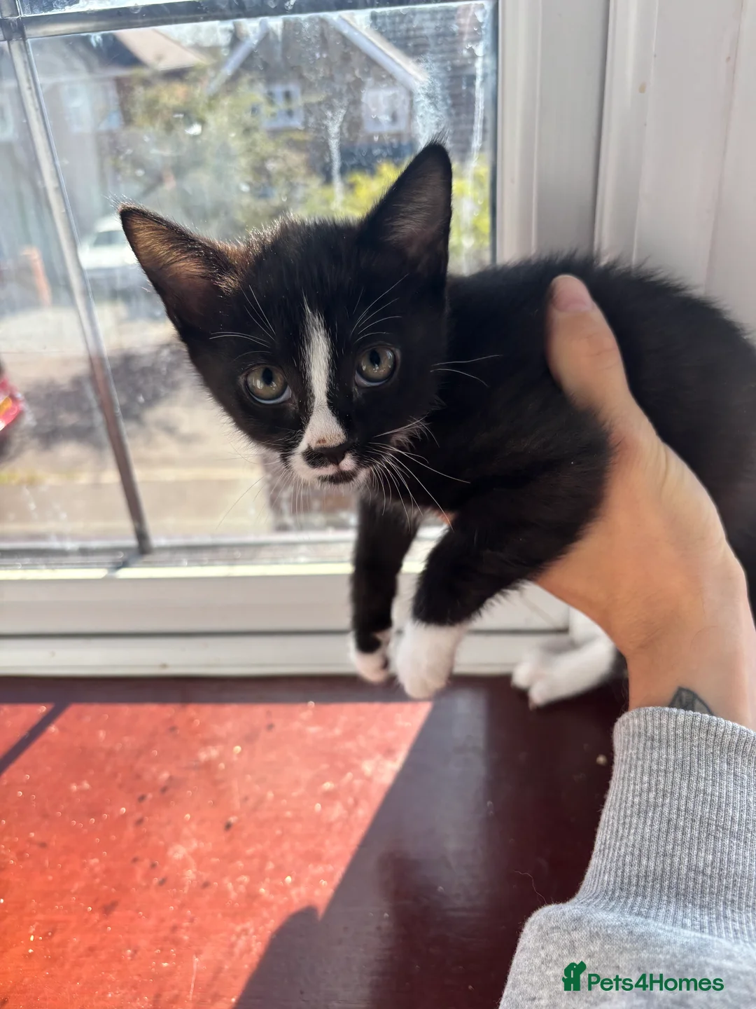 Mixed Breed cats for sale: 4 brand new beautiful kittens 8 weeks old - Advert 5