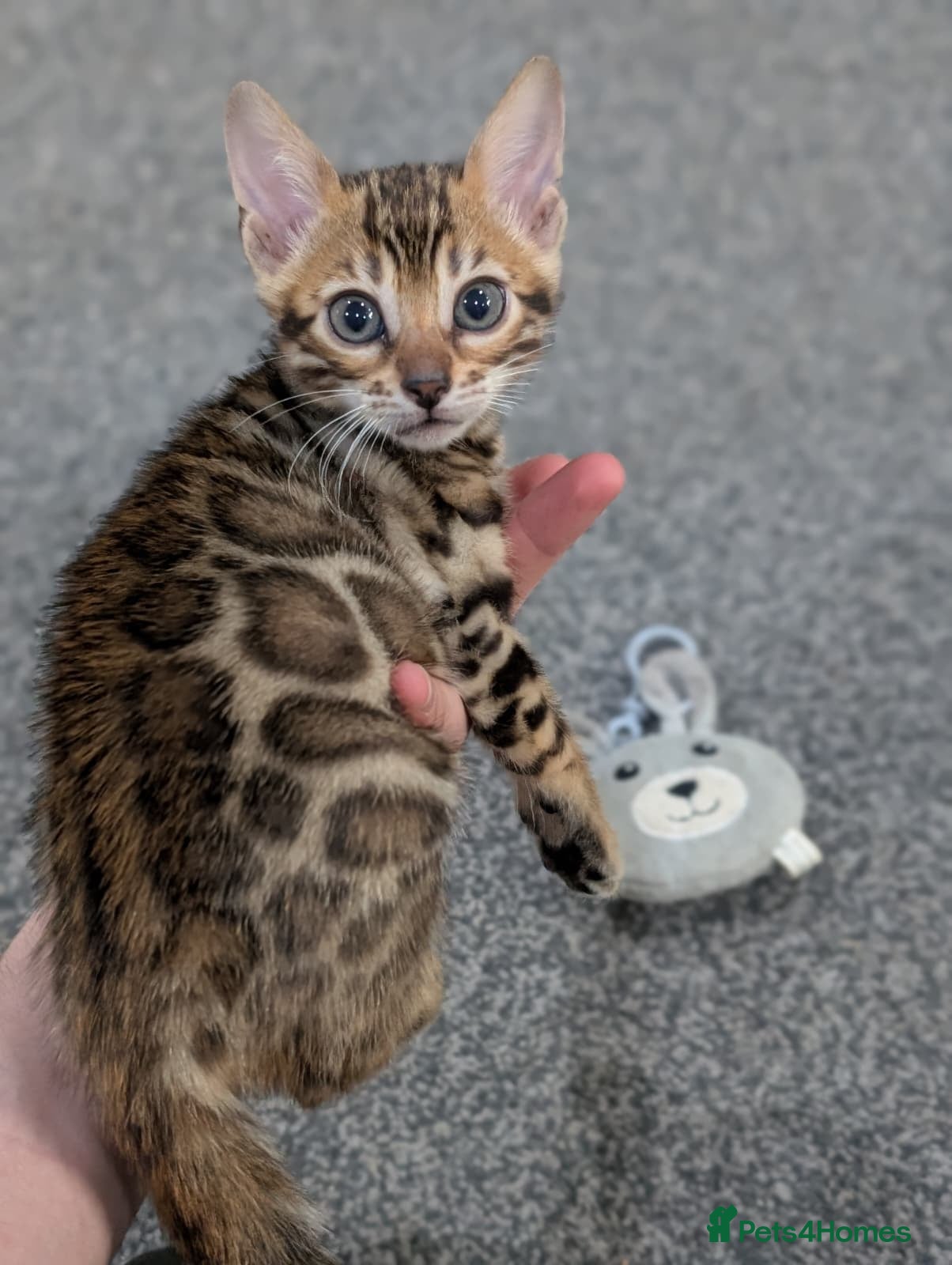 Bengal cats 🔥✨Pedigree TICA-Registered Bengals - Advert 2