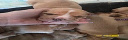 Mixed Breed dogs for sale: Puppies for sale  - Advert 6