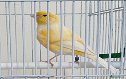 Canaries birds for sale: Stunning Canaries with cage - Image 1