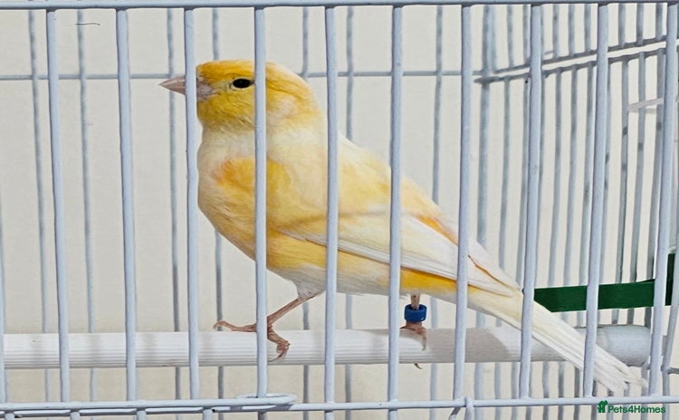 Canaries birds - Advert 9