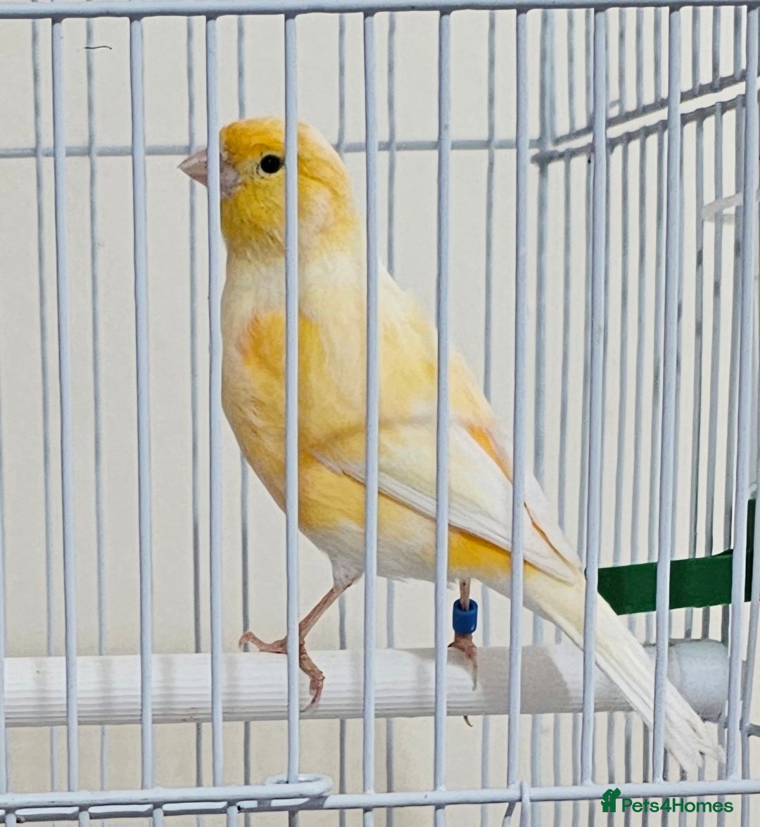 Canaries birds for sale: Stunning Canaries with cage - Image 1