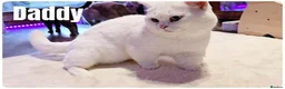 Scottish Fold cats for sale: Beautiful Scottish Fold,British & Munchkin Kittens - Advert 6