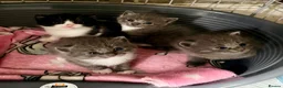 British Shorthair cats for sale: Beautiful British shorthair cross kittens in Llanelli - Advert 1