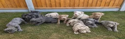 Cane Corso dogs for sale: Cane coral puppy’s ready now  - Advert 3