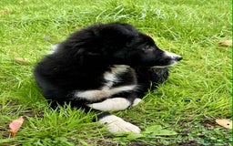 Border Collie dogs for sale: Beautiful Collie Puppies  - Image 10