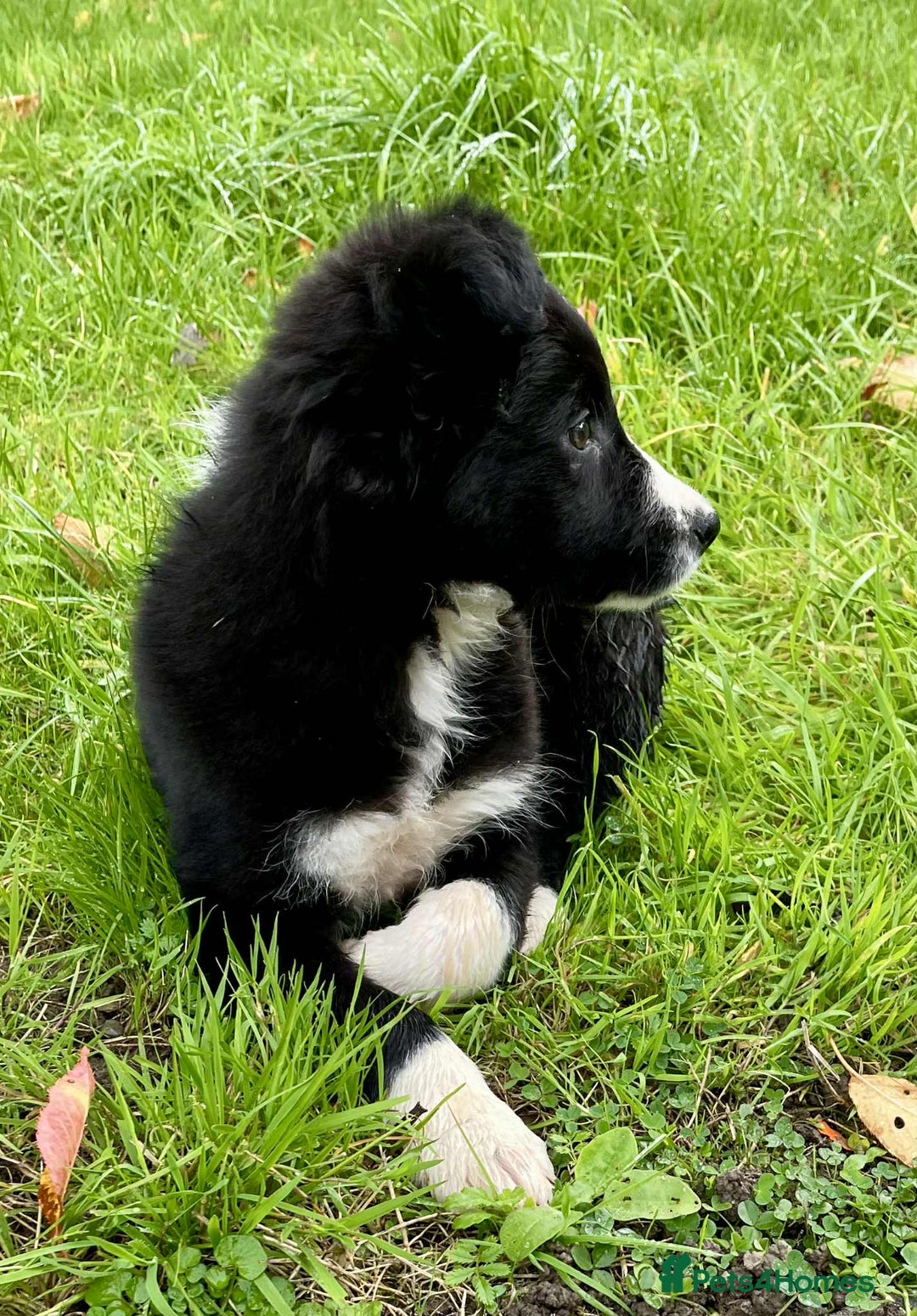 Border Collie dogs for sale: Beautiful Collie Puppies  - Image 10