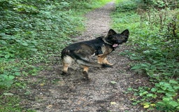 German Shepherd dogs for sale: Rocky - German Shepherd - Image 7