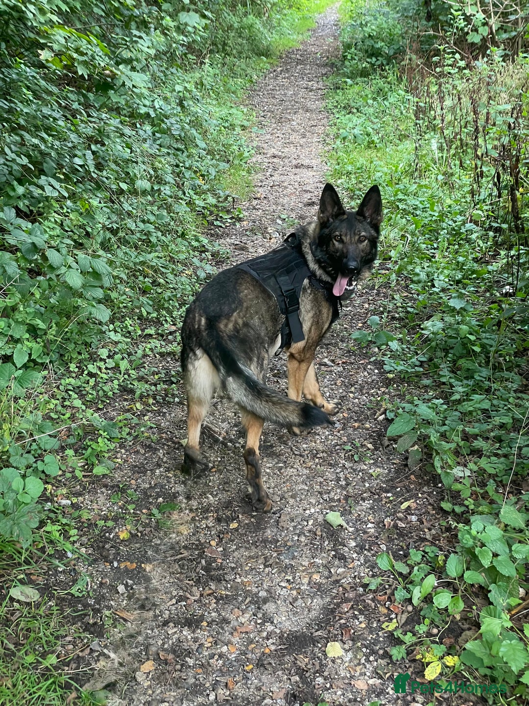 German Shepherd dogs for sale: Rocky - German Shepherd - Image 7