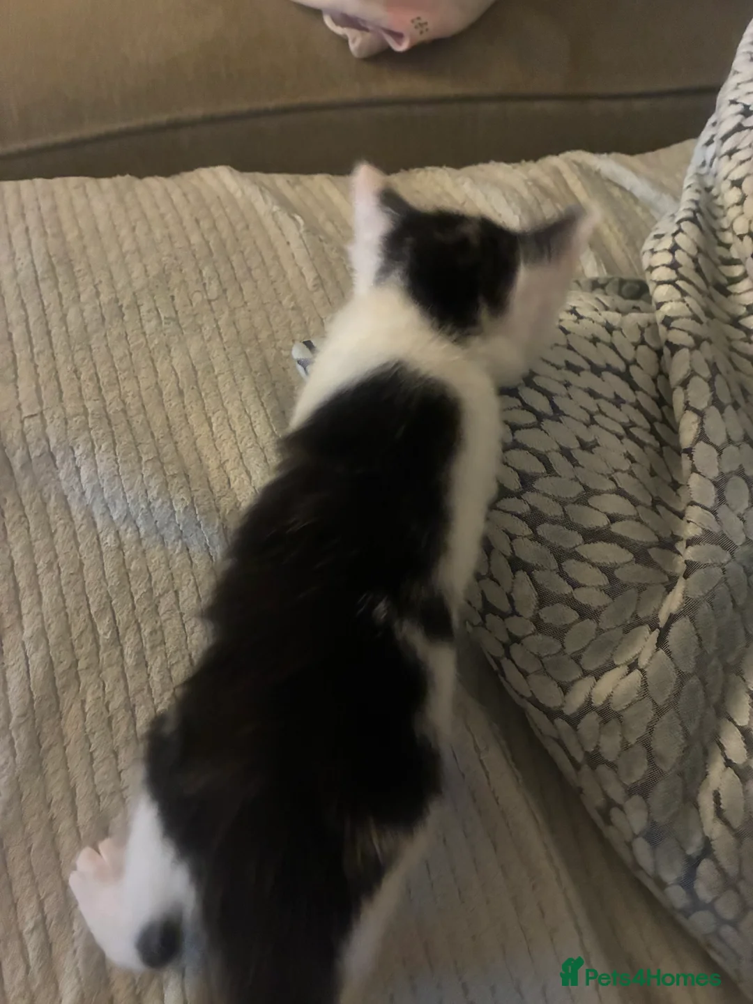 Turkish Angora cats for sale: Beautiful Turkish angora kitten  - Advert 8